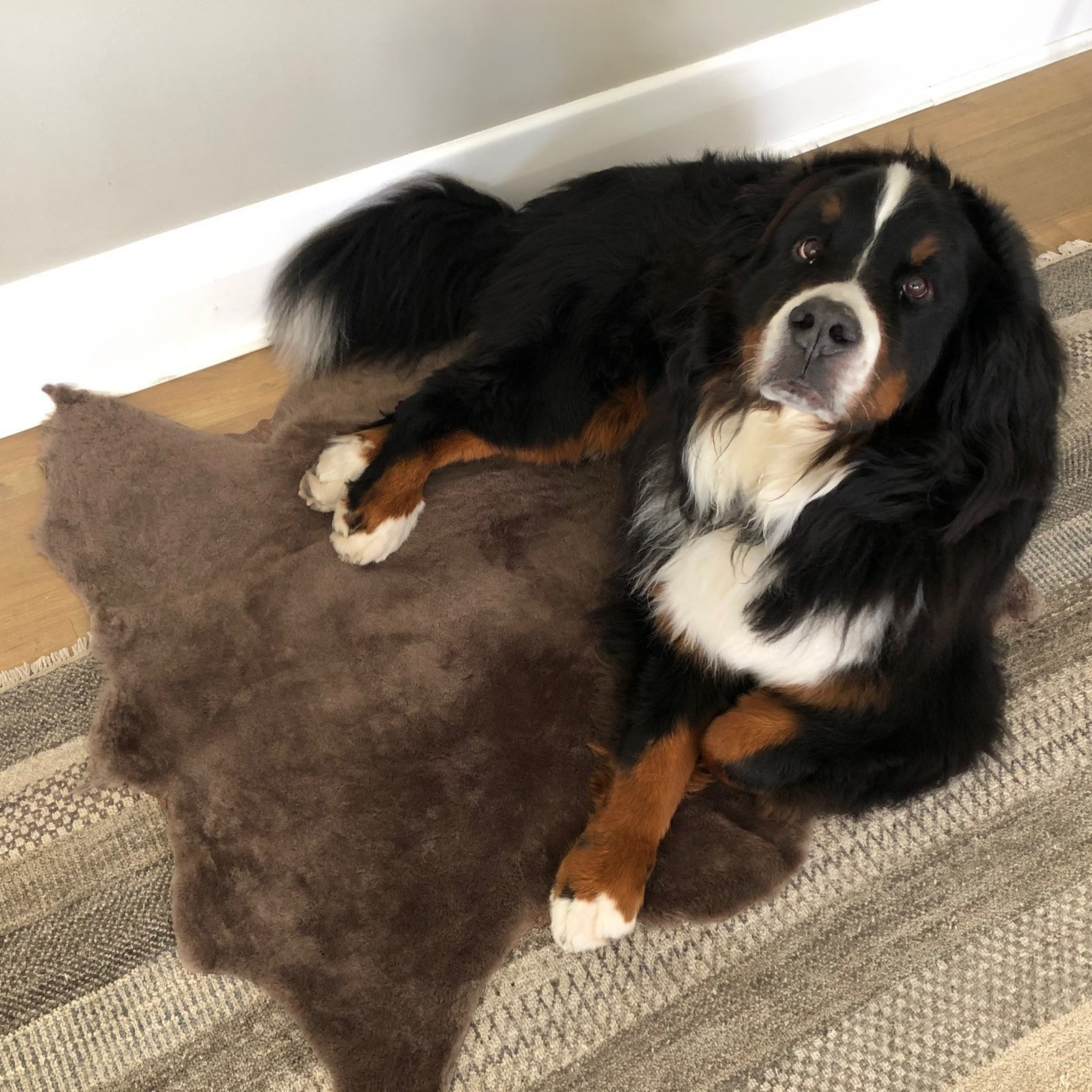 Sheepskin Hide – Untrimmed